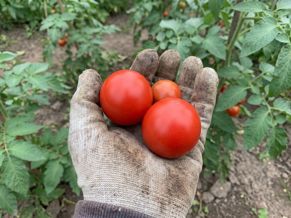 A ripe Glacier tomato held in a gardener's hand