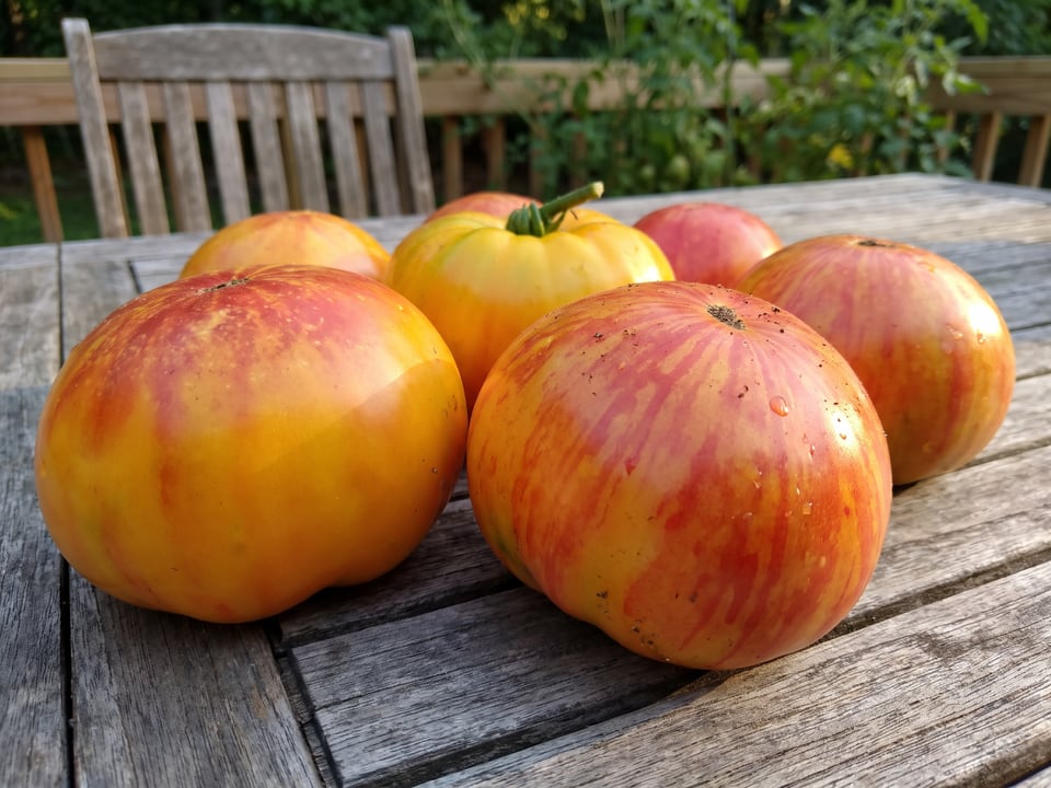 Freshly picked Gold Medal tomatoes