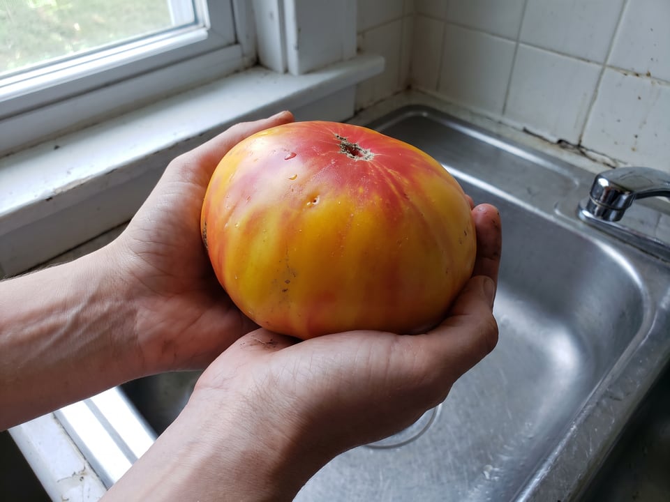 A ripe Gold Medal tomato held in a gardener's hand