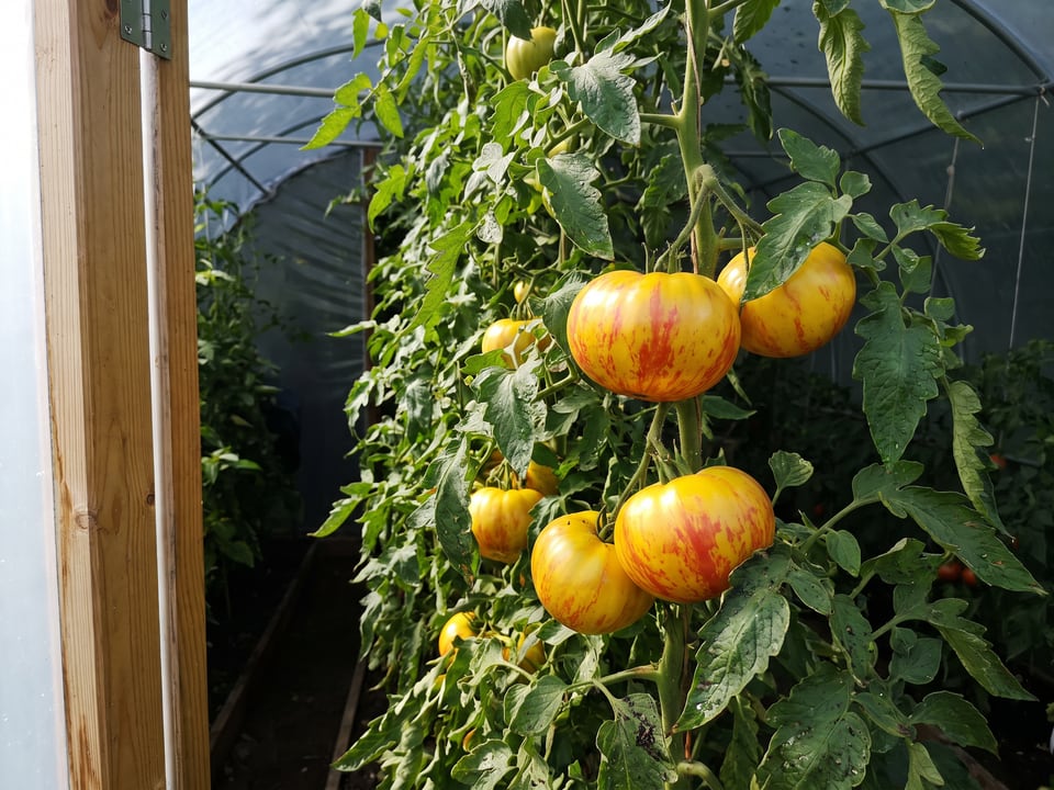 Gold Medal tomatoes ripening on the vine under cover