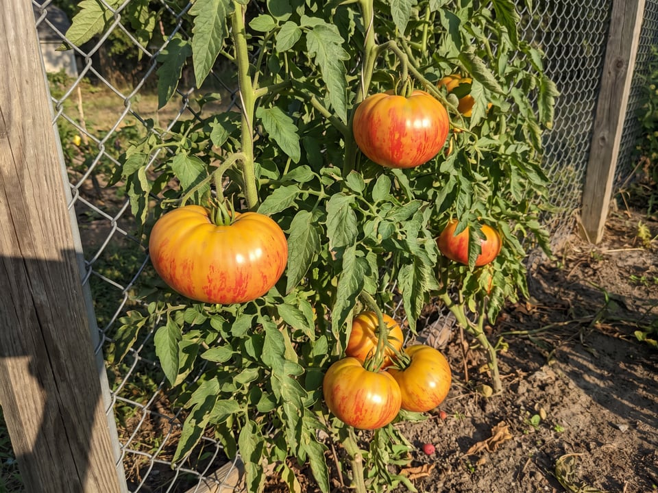 Gold Medal tomato plant in a garden bed with ripe fruit on the vine