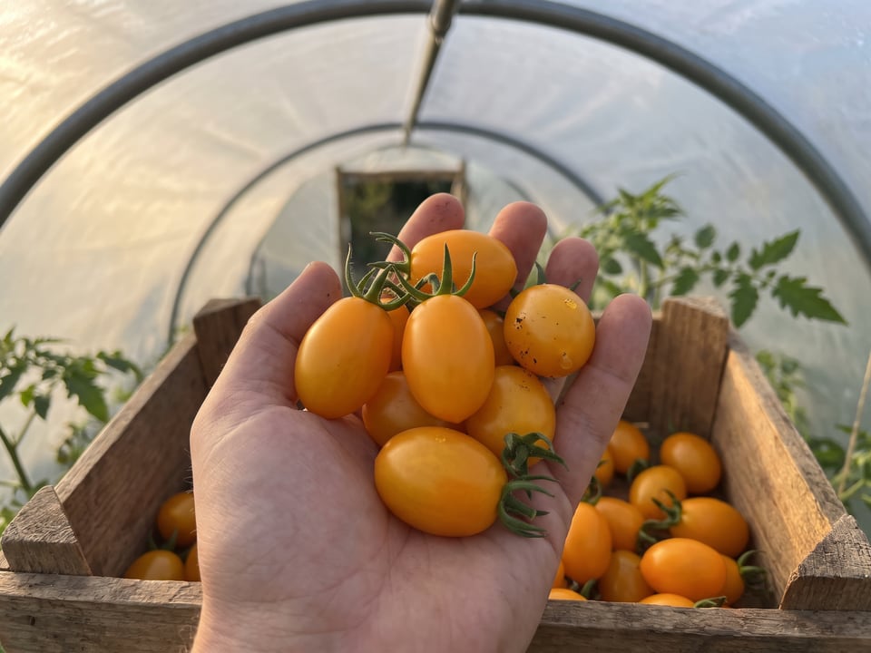 Freshly picked Gold Nugget tomatoes