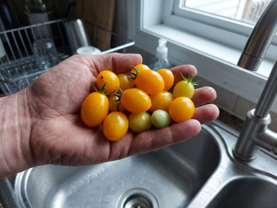 A ripe Gold Nugget tomato held in a gardener's hand