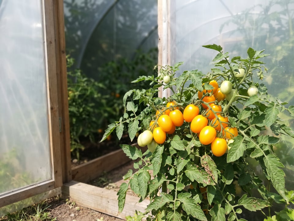 Gold Nugget tomatoes ripening on the vine under cover