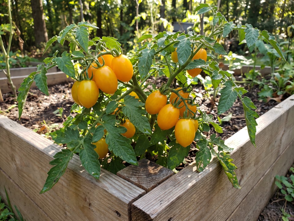 Gold Nugget tomato plant in a garden bed with ripe fruit on the vine