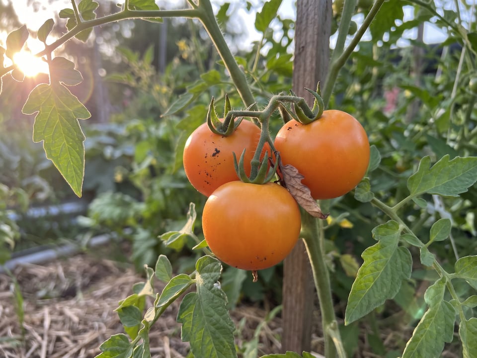 A truss of Golden Jubilee tomatoes