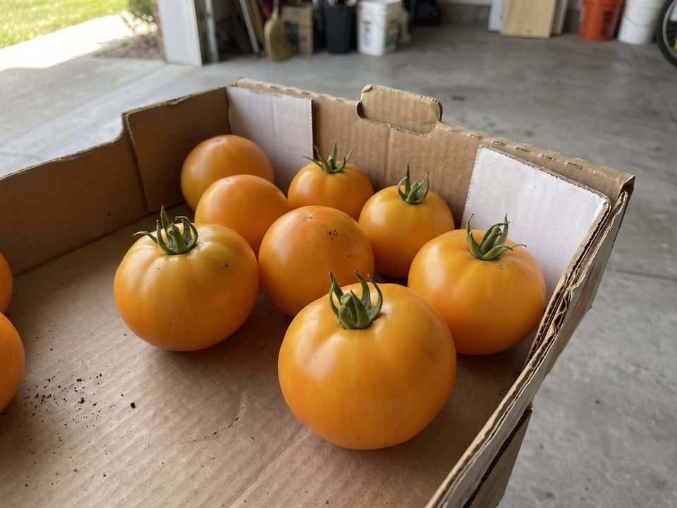 Freshly picked Golden Jubilee tomatoes
