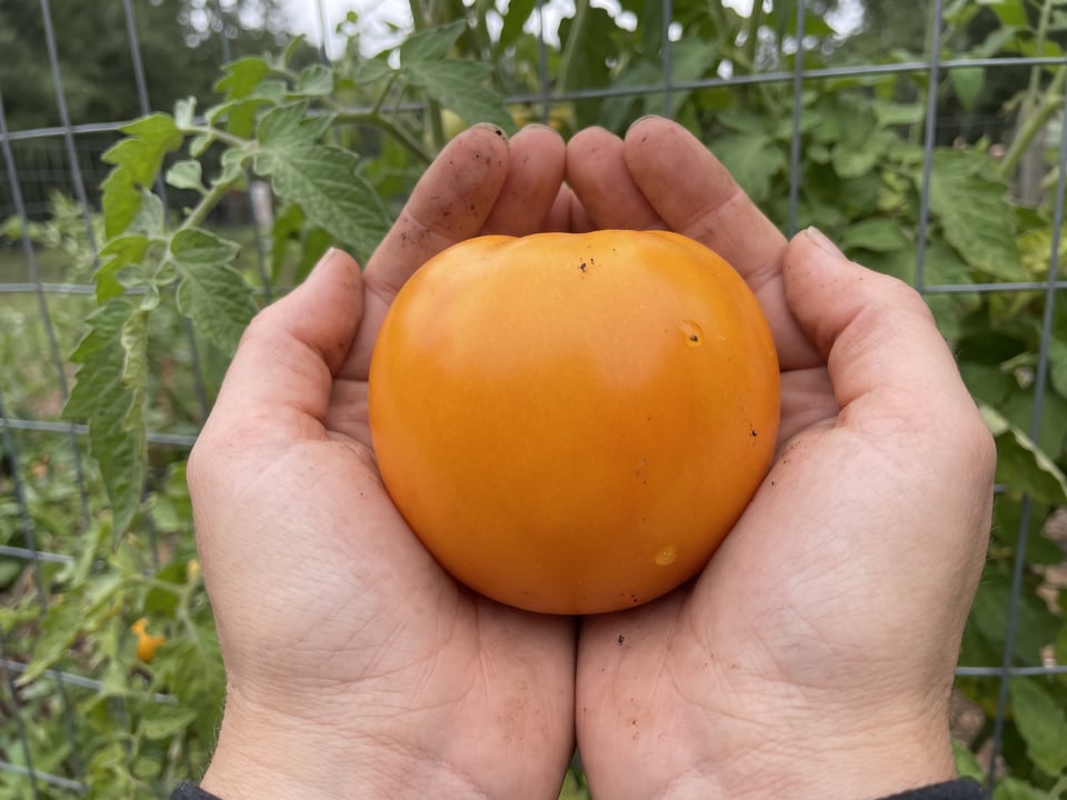 A ripe Golden Jubilee tomato held in a gardener's hand