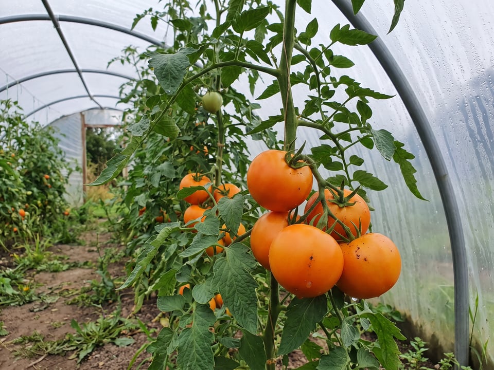Golden Jubilee tomatoes ripening on the vine under cover