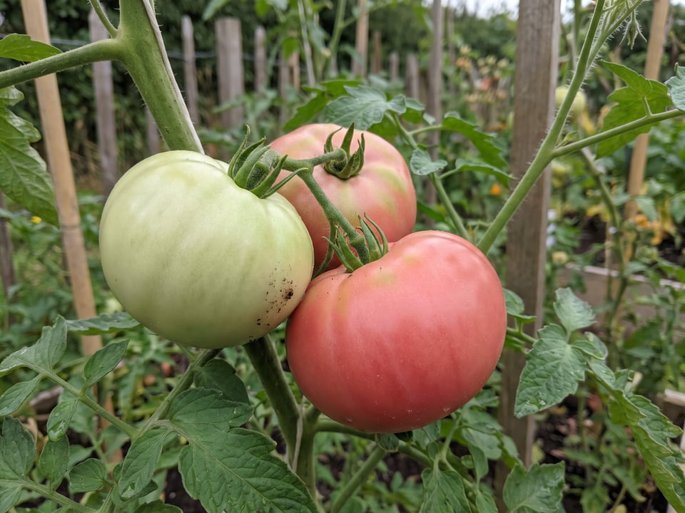 A truss of Goliath tomatoes