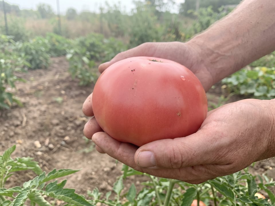 A ripe Goliath tomato held in a gardener's hand