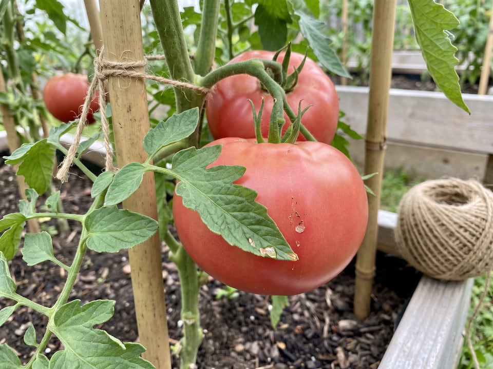 Goliath tomato plant in a garden bed with ripe fruit on the vine