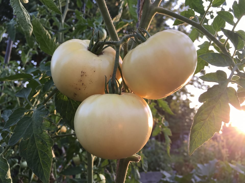 A truss of Great White tomatoes