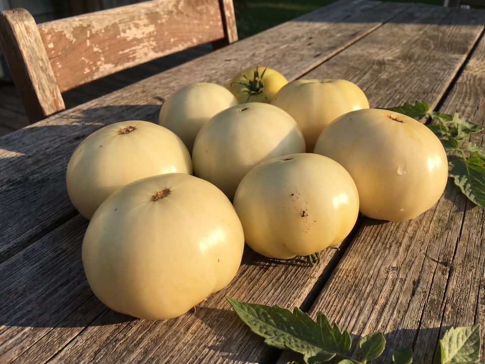 Freshly picked Great White tomatoes