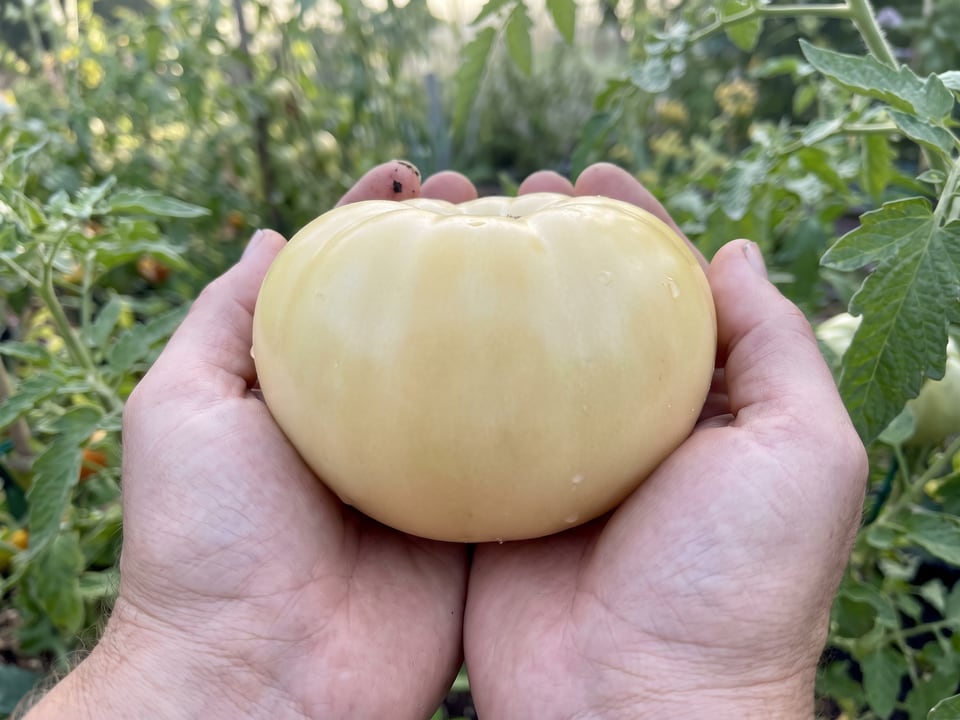A ripe Great White tomato held in a gardener's hand