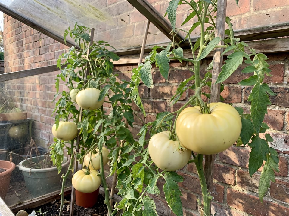 Great White tomatoes ripening on the vine under cover