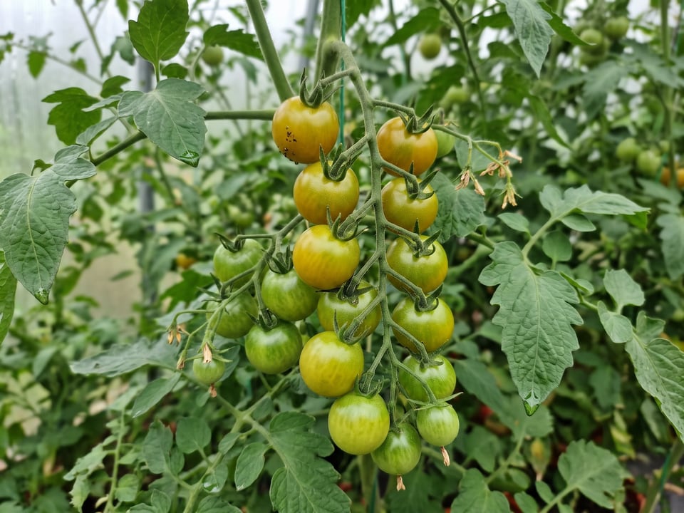 A truss of Green Doctors tomatoes