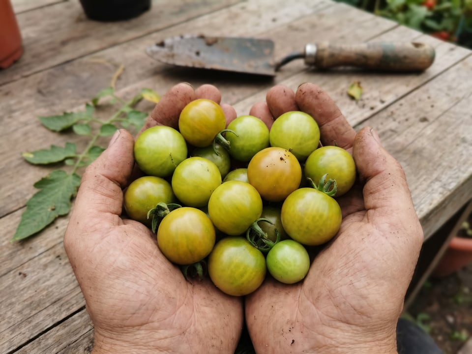 A ripe Green Doctors tomato held in a gardener's hand