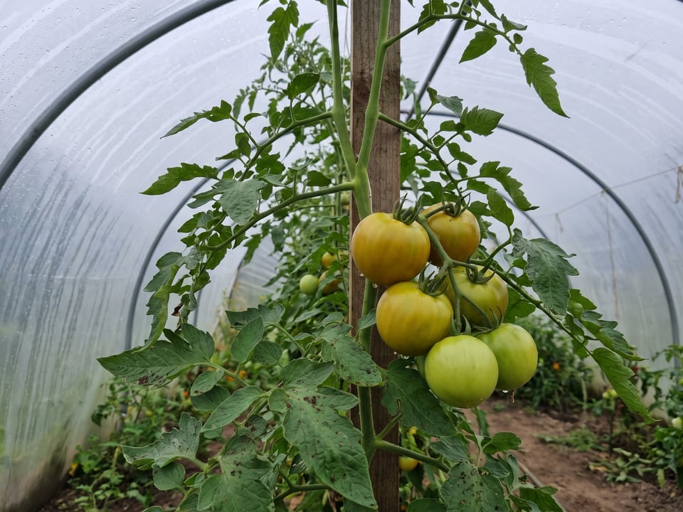 Green Doctors tomatoes ripening on the vine under cover