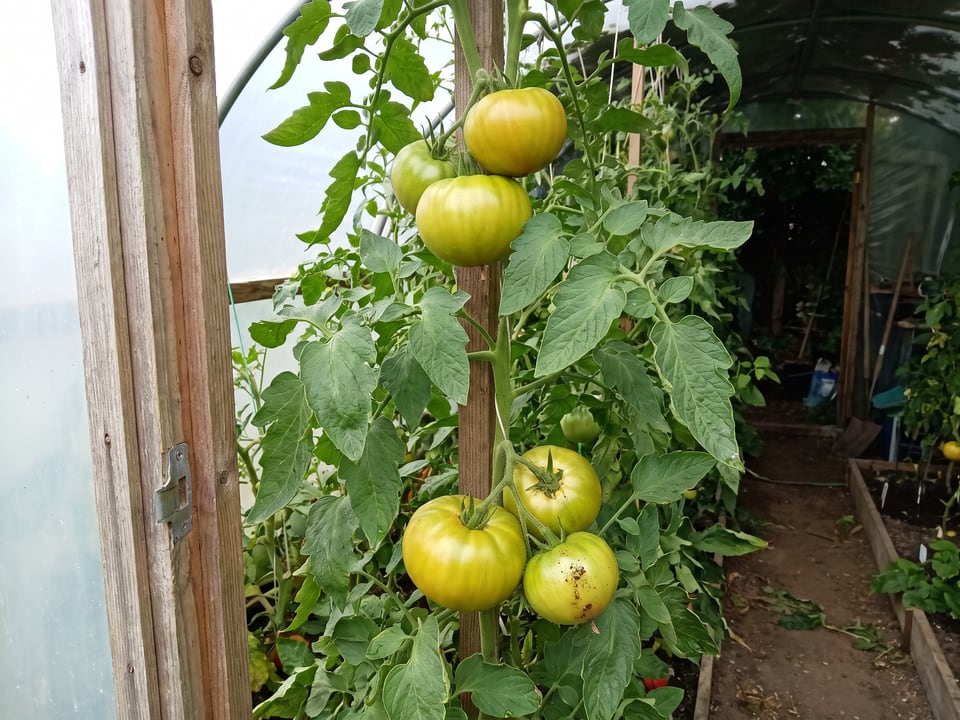 Green Giant tomatoes ripening on the vine under cover