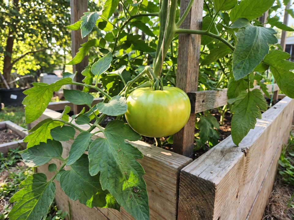 Green Giant tomato plant in a garden bed with ripe fruit on the vine