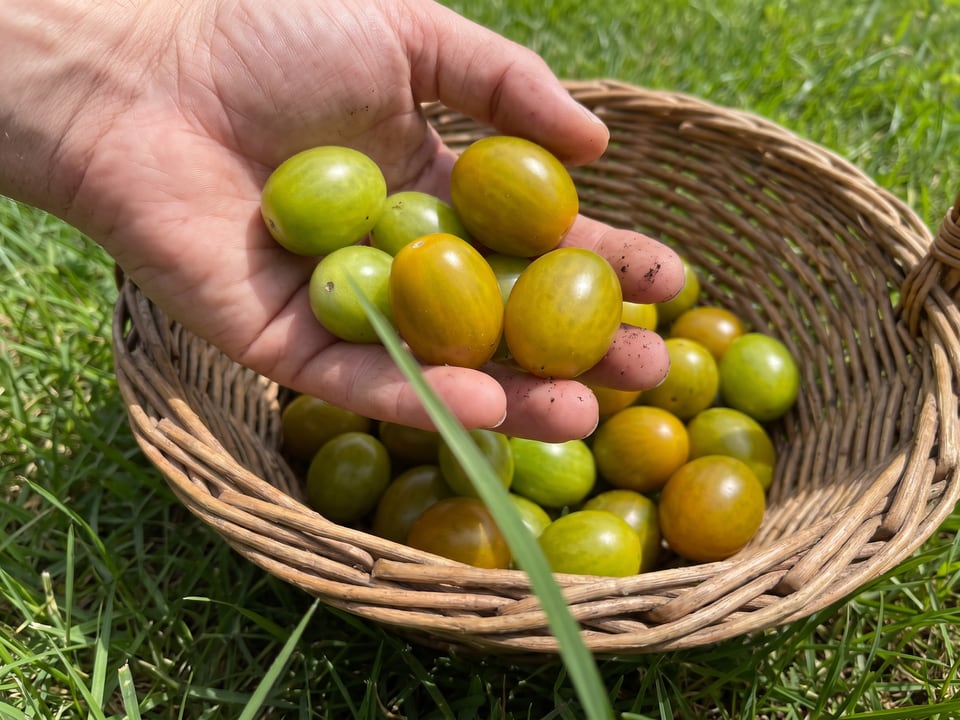 Freshly picked Green Grape tomatoes