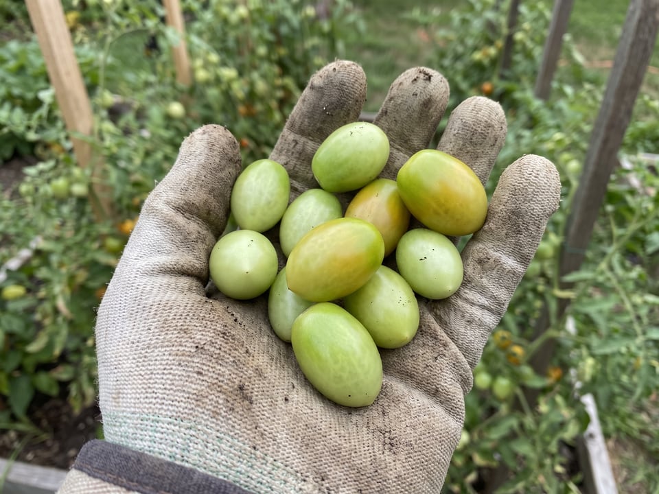 A ripe Green Grape tomato held in a gardener's hand