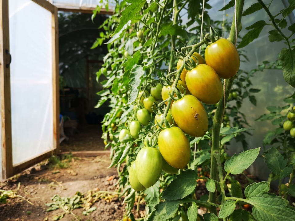 Green Grape tomatoes ripening on the vine under cover