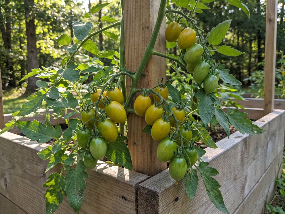 Green Grape tomato plant in a garden bed with ripe fruit on the vine