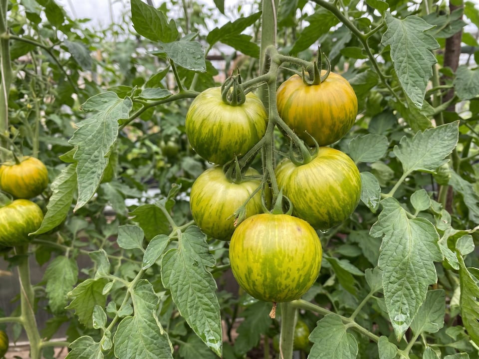 A truss of Green Zebra tomatoes