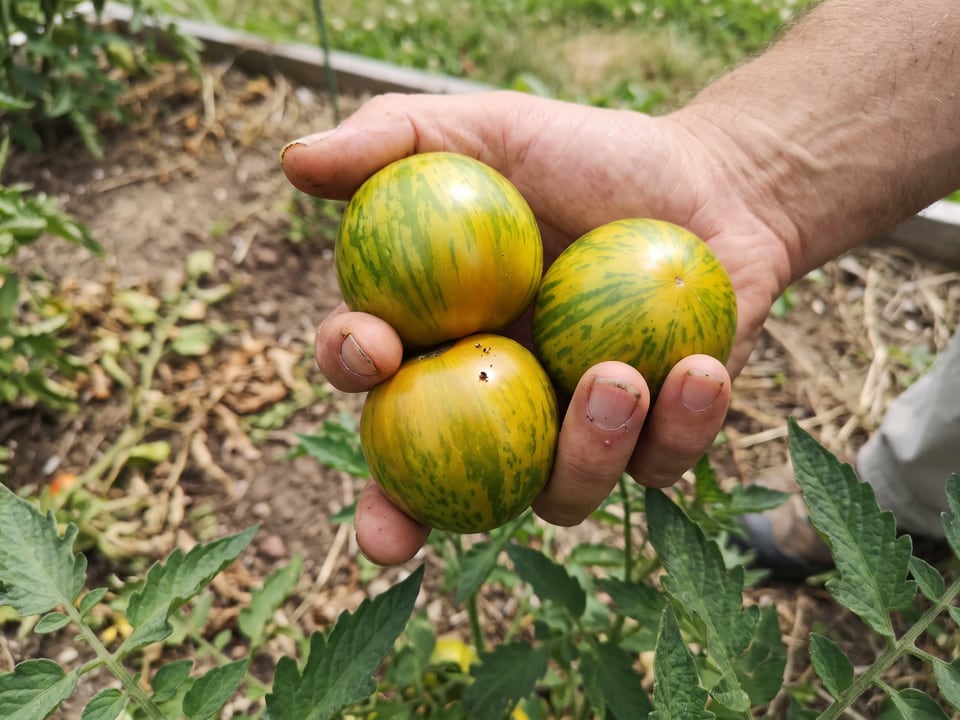 A ripe Green Zebra tomato held in a gardener's hand