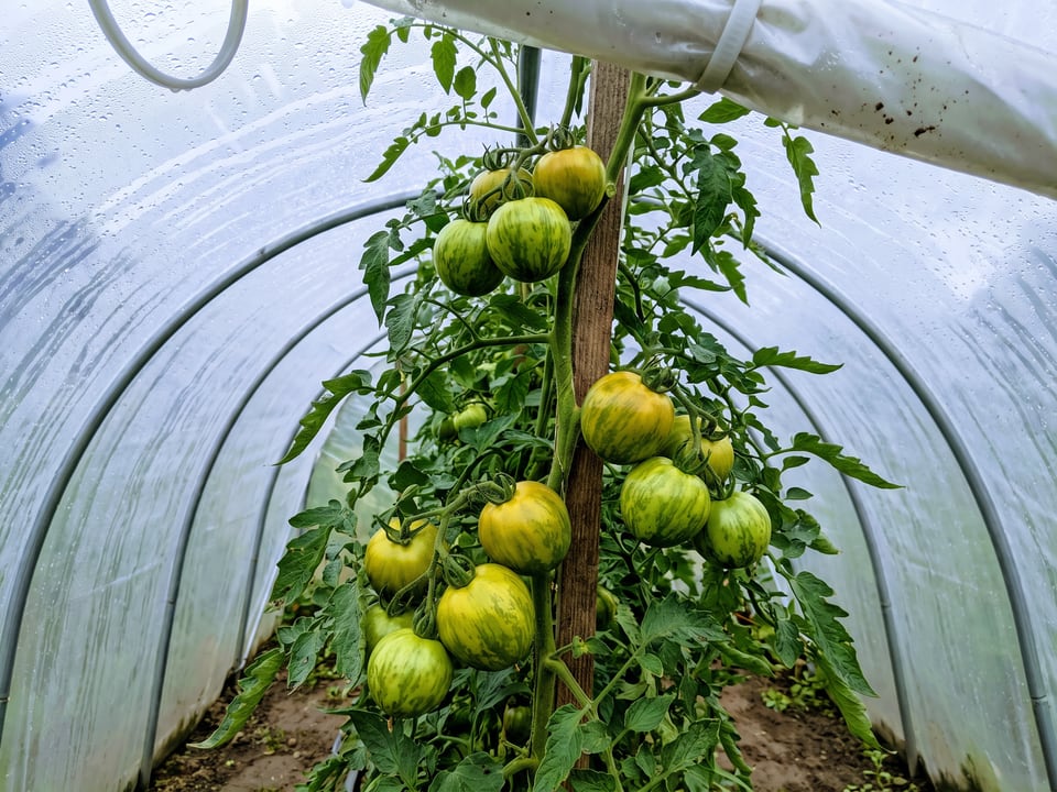 Green Zebra tomatoes ripening on the vine under cover