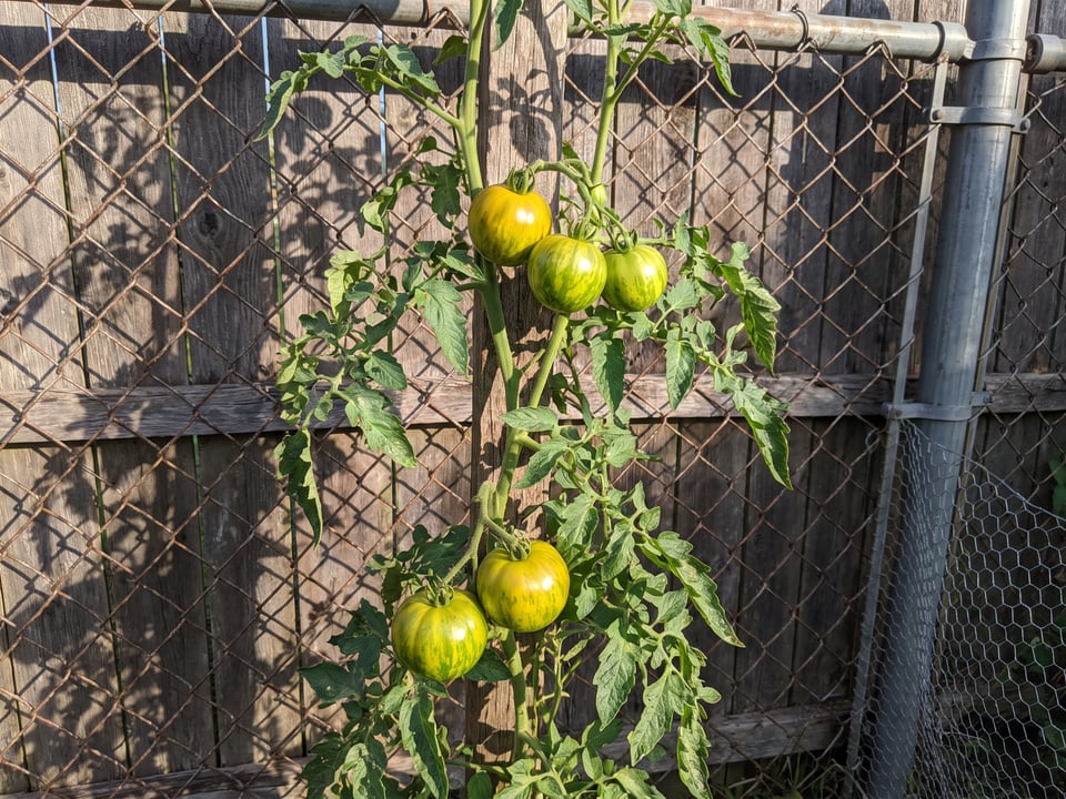 Green Zebra tomato plant in a garden bed with ripe fruit on the vine