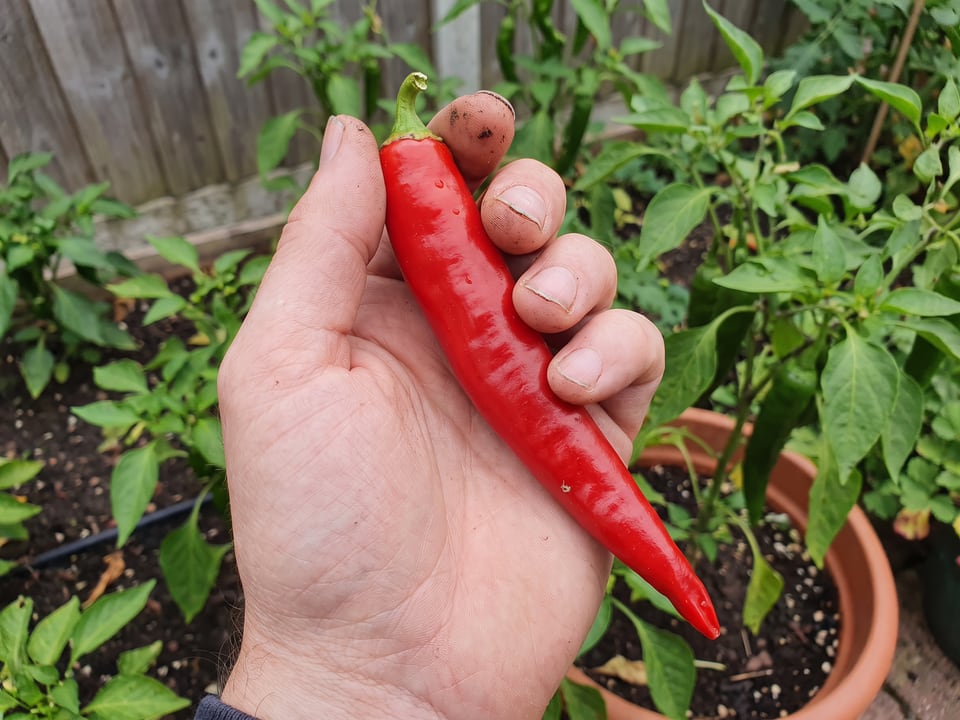 A ripe Guajillo pepper pod held in a gardener's hand