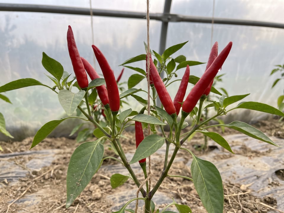Guajillo pepper plant with ripe pods