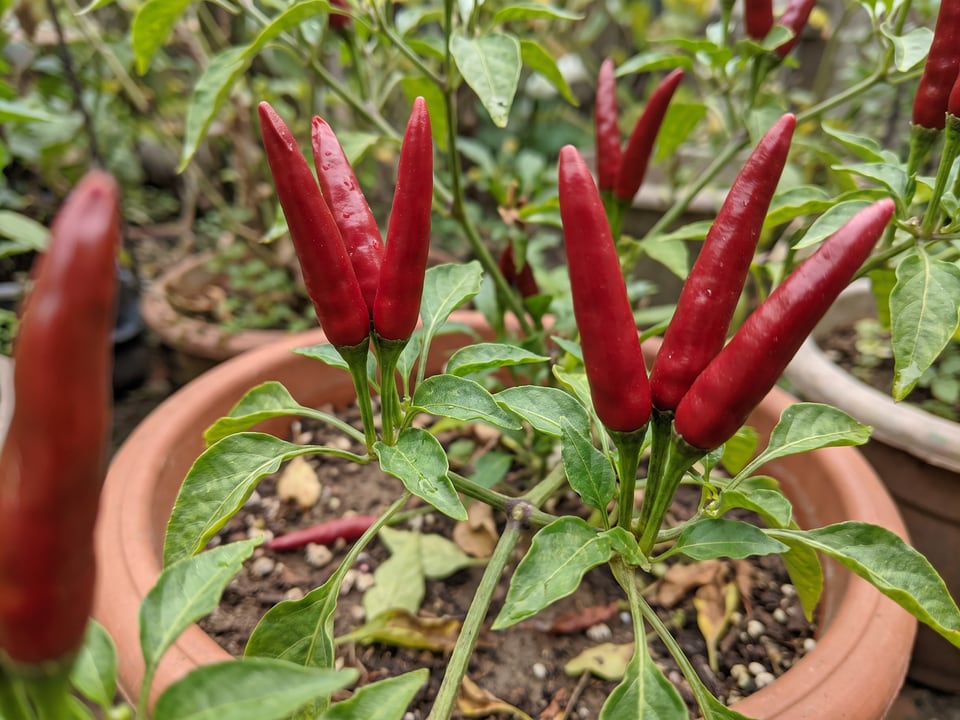 Ripe Guajillo pepper pods on the plant