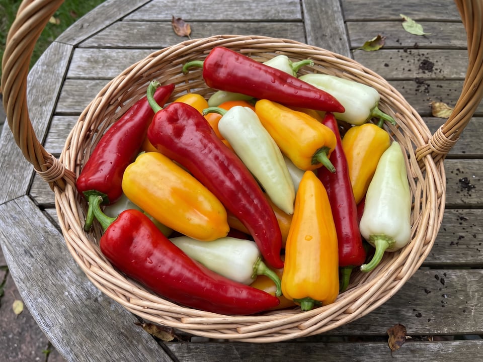 Freshly picked Gypsy peppers
