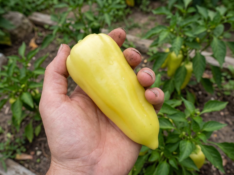 A ripe Gypsy pepper pod held in a gardener's hand