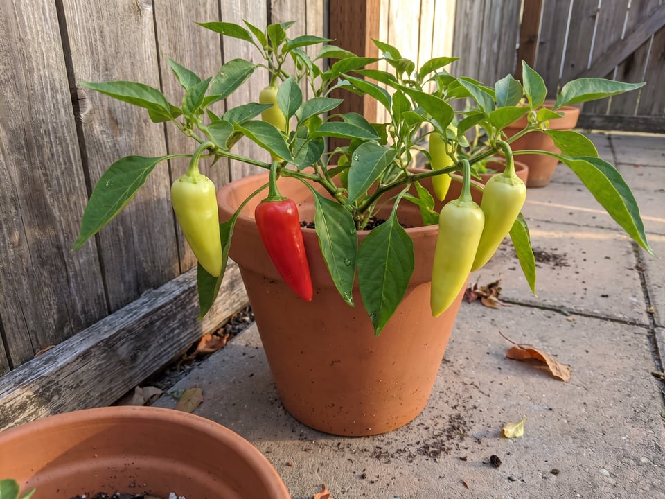 Gypsy pepper plant with ripe pods