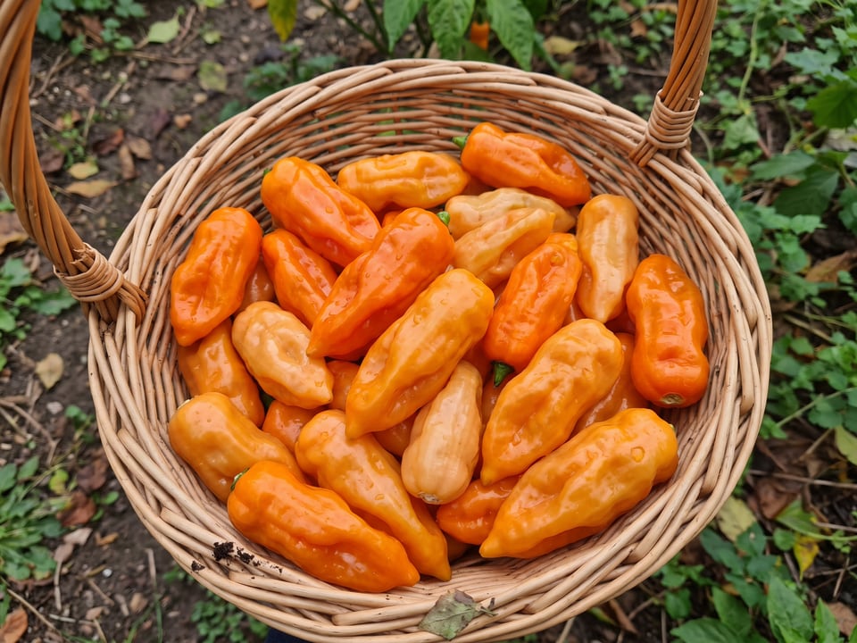 Freshly picked Habanada peppers