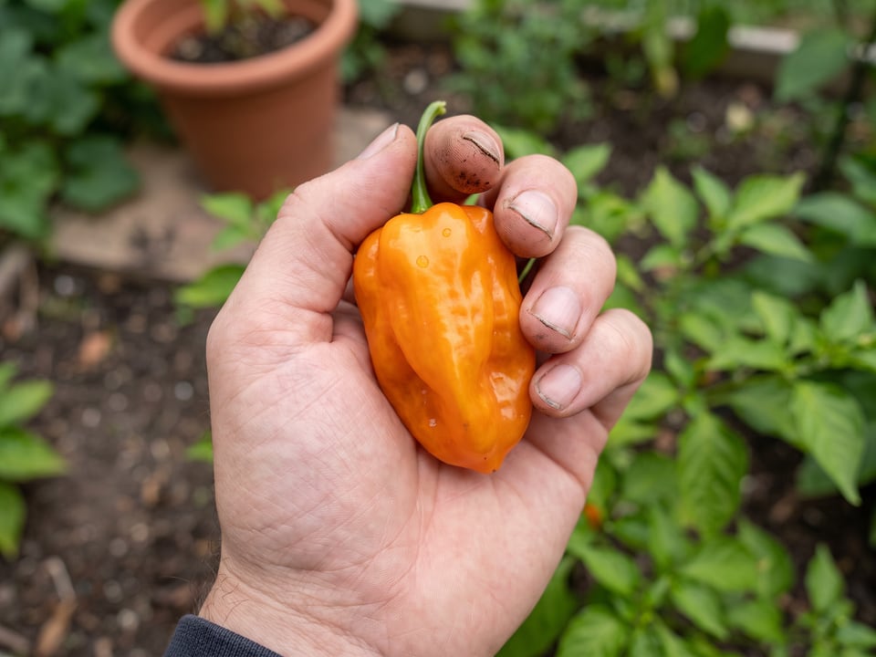 A ripe Habanada pepper pod held in a gardener's hand