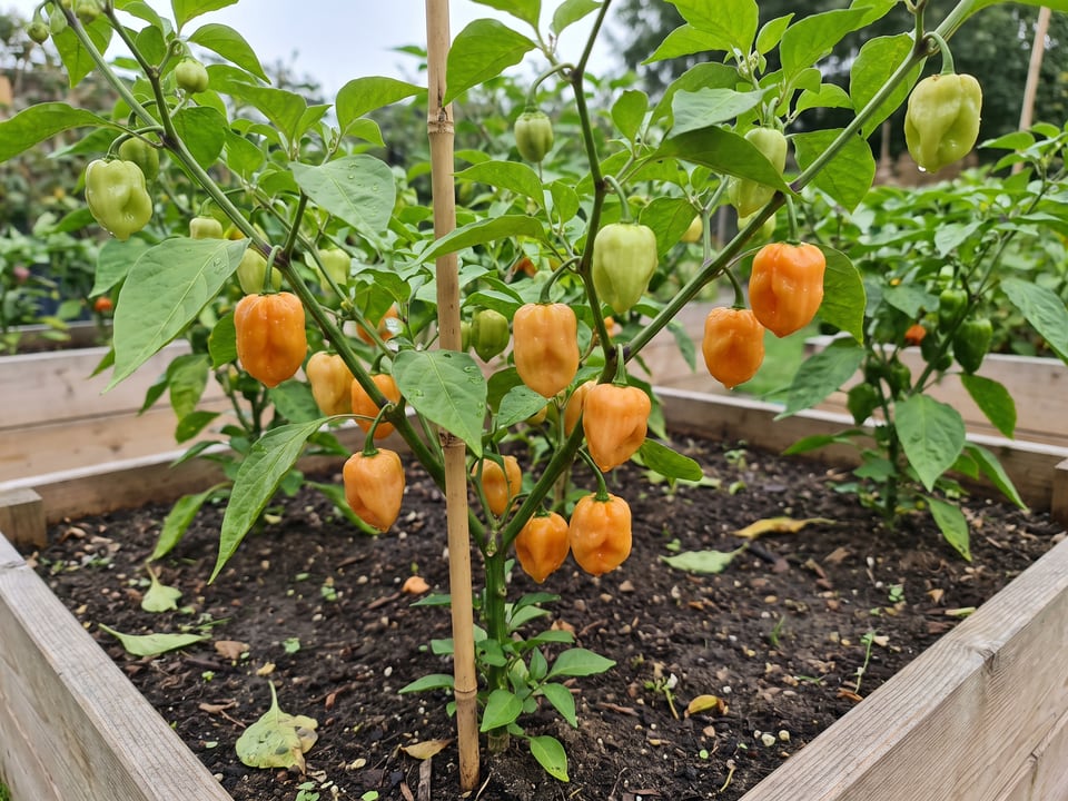 Habanada pepper plant with ripe pods