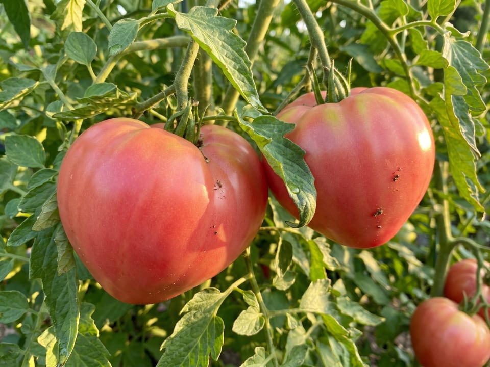 A truss of Hungarian Heart tomatoes