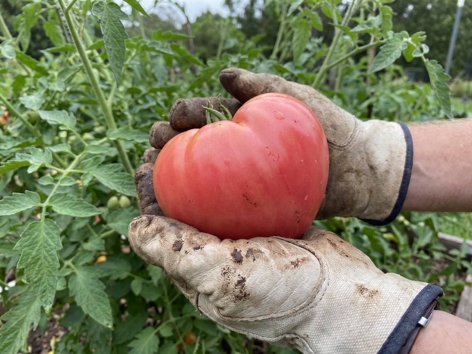 A ripe Hungarian Heart tomato held in a gardener's hand