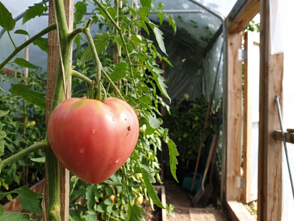 Hungarian Heart tomatoes ripening on the vine under cover
