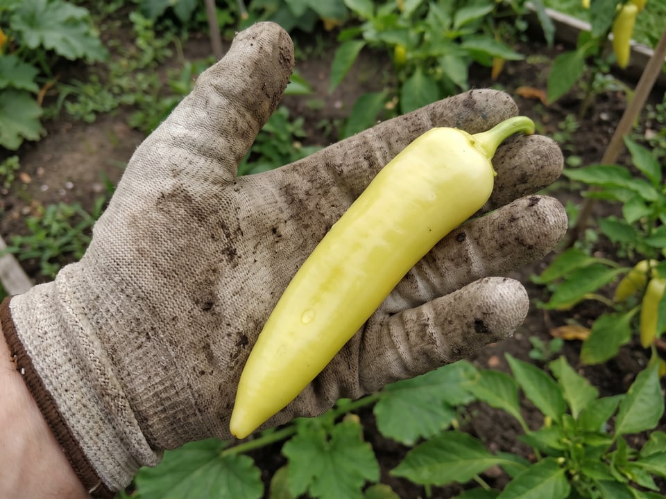 A ripe Hungarian Yellow Wax pepper pod held in a gardener's hand