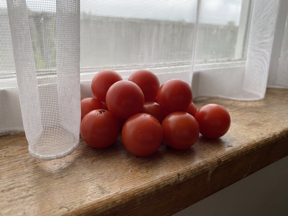 Freshly picked Husky Cherry Red tomatoes