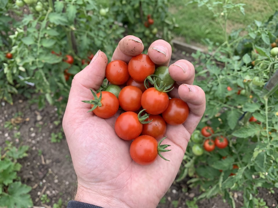 A ripe Husky Cherry Red tomato held in a gardener's hand
