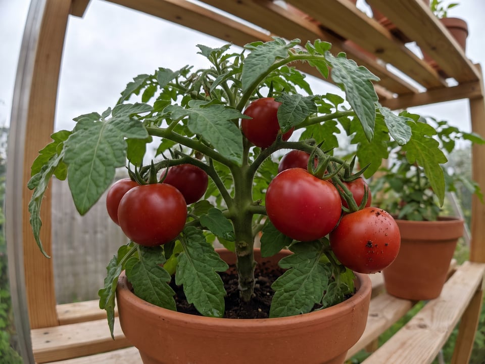 Husky Cherry Red tomatoes ripening on the vine under cover
