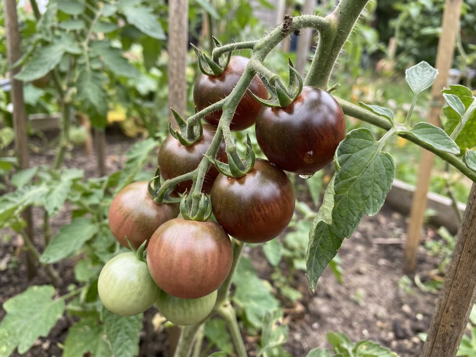 A truss of Indigo Apple tomatoes